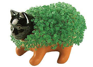 Photo Credit: chia.com