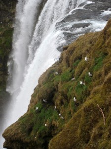 Skogafoss in Iceland